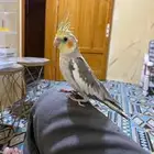 كرون اليف متكلم