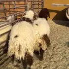 خرفان نعيم طيبه