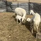 غنم مقاني متابيع السوم 1450