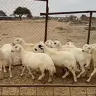 ضأن دفع صنف