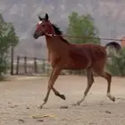 مهر كفووو