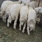 حري طليان خرفان