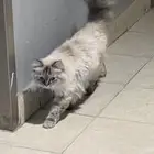 قط للبيع