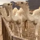 فحل منتج على غريب بعير هزاع ابا اروس العنزي