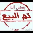 ديك شامو ياباني ( تم البيع )