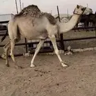 لقحه جذعه تقاود بالرسن