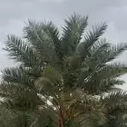 المدينة المنورة منطقة وادي الحمض(خلص)