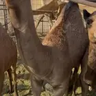 حشو للبيع العدد 4