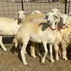 غنم حريات رخال حرش طايفيه 41 بلفحل