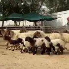 رغايث نعيم صنف منتجه للبيع