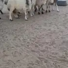 غنم البيع شرط الصحه
