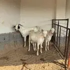 ماعز فاخر بيشيات صنف درجه أوله