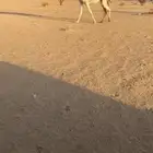 ضروبة وضحاء