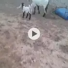 عنز متاومه