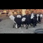 جذعات نجد دفيع