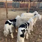 حريات متابيع عيالها ذبايح تم البيع