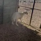 طلي لبيع كاش او اقساط