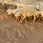 غنم مراح حرش حريات