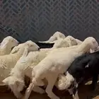 بهم حريات