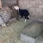 للبيع رخل نجديه كفو جذعه