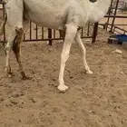 قعود كفووو للبيع رقم الجوآل