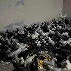 دجاج فيومي ألمنيوم وبلدي أسود