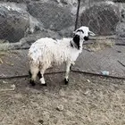 رخال ثنيه دافع