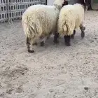 نعيم بلدي