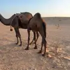 عشرا كفو سنه شاق الحليب وافر وهديه حدره قعود طايش