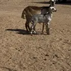 شاه رفيديه والد