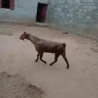 تيس فحل أحص أجم مشروط