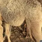 للبيع حاشي لباني تحت امه عمره اربع اشهر فل الفل شحم