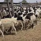 طليان برابر مرباه للبيع