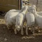 ذبائح طليان حريه وتيوس عوارض ثلاجه ومناسبات و توزيع صدقات