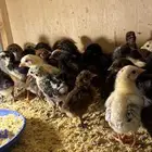 صيصان للبيع