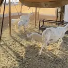 للبيع شاتين تحتها 4