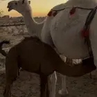 خلفه وضحا الحليب واجد وهديه ثنو طيبه جدا