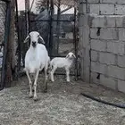 حريه صنف