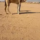 البيع الفحل الكفو