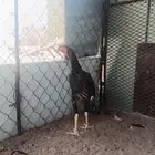 ديك  باكستاني