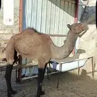 قعود ع حليب أمه