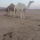 ياهل الزين القحة عفراء