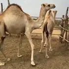 قعدان مفاريد مغلقه