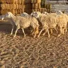 حريات حرش مضاريع ودفيع