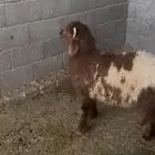 للبيع خروف عمره 8 شهور