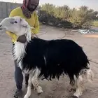 فحل نجدي مشروط