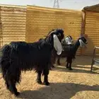 فحل عارضي ثني