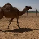 للبيع ضريبة شعلا