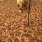 خروف نعيمي