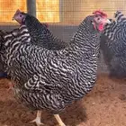 مطلوب دجاج أمروك